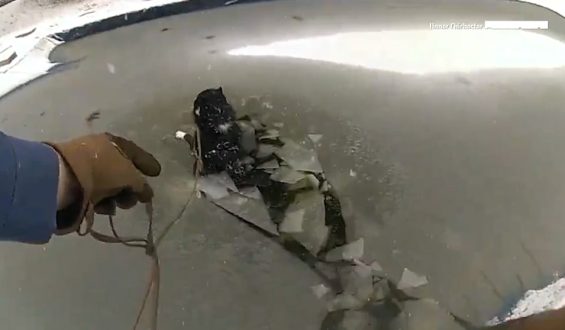 Polizisten retten Hund aus gefrorenem Pool in Pennsylvania
