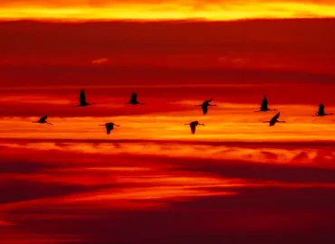 Rückkehr der Kraniche birgt Vogelgripperisiko