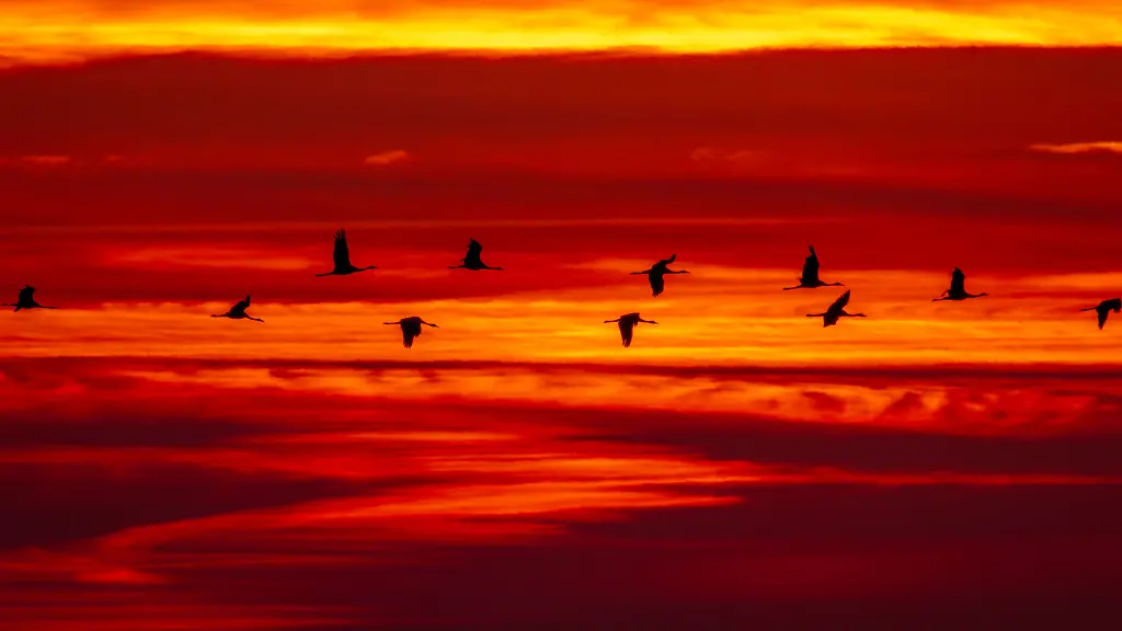 Rückkehr der Kraniche birgt Vogelgripperisiko