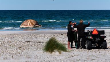 Untersuchung des gestrandeten Wals ‘Timmy’ bei der Insel Anholt