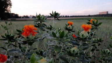 Bedeutung der Biodiversität im Erdreich und ihre Bedrohung