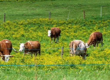 Kuh-Angriff in Tirol: Wanderin stirbt bei Attacke