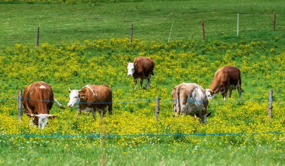 Kuh-Angriff in Tirol: Wanderin stirbt bei Attacke
