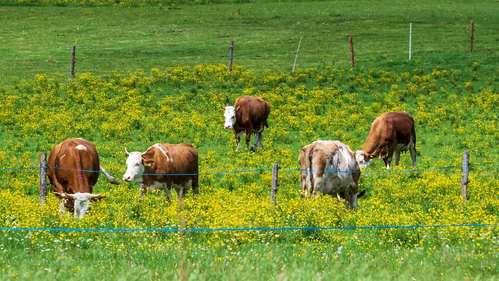 Kuh-Angriff in Tirol: Wanderin stirbt bei Attacke