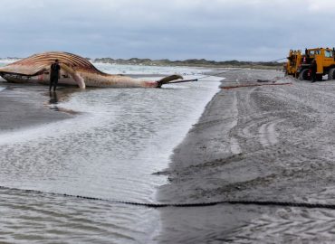 Bergung des toten Buckelwals auf Anholt