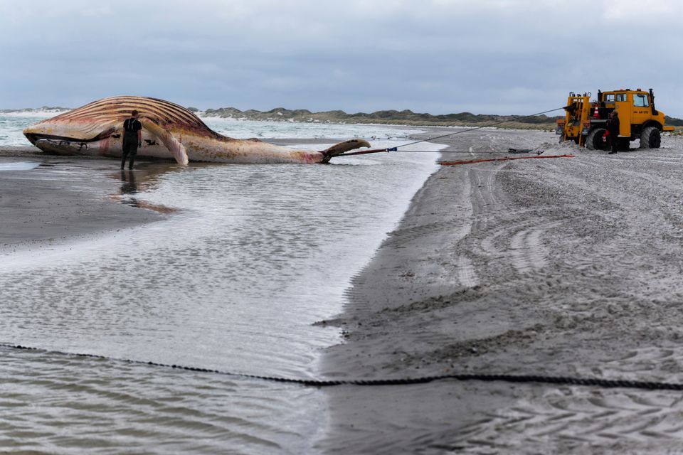 Bergung des toten Buckelwals auf Anholt