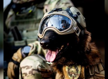 Polizeihund „Hormon“: Der Star der Warschauer Antiterroreinheit