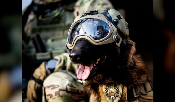 Polizeihund „Hormon“: Der Star der Warschauer Antiterroreinheit