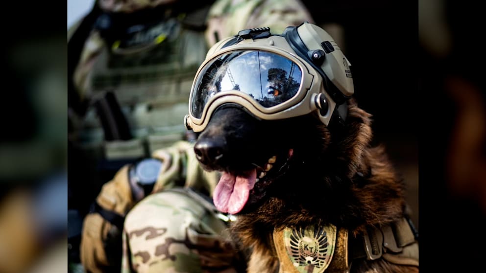Polizeihund „Hormon“: Der Star der Warschauer Antiterroreinheit