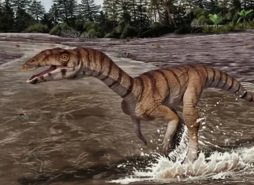 Zweibeiniges Krokodil ohne Zähne entdeckt