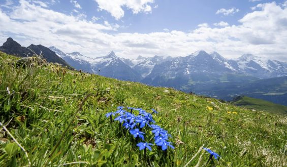 Der Enzian: Eine Symbolblume der Alpen