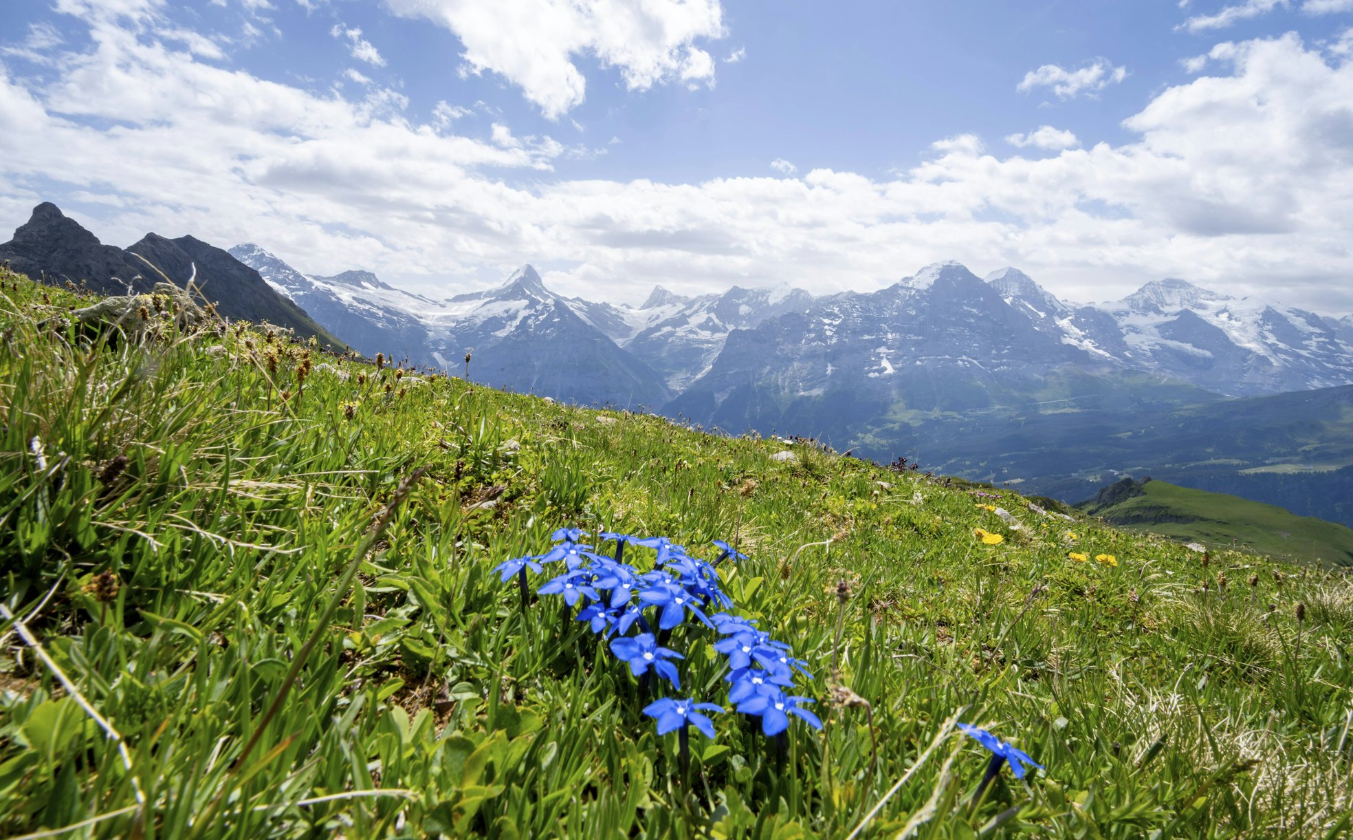 Der Enzian: Eine Symbolblume der Alpen