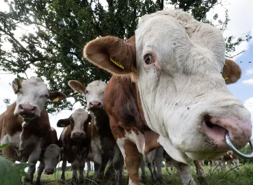 Rinderdiebstahl im Spreewald: Ein wiederkehrendes Problem