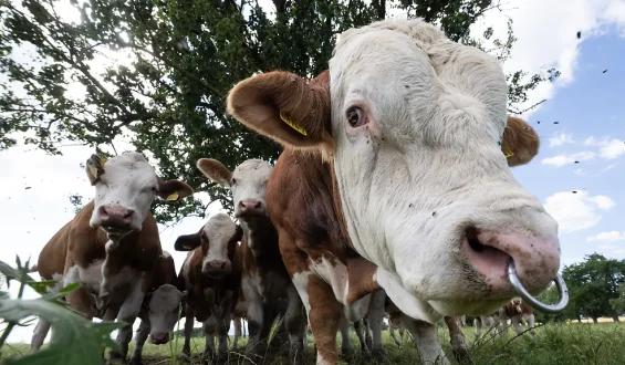 Rinderdiebstahl im Spreewald: Ein wiederkehrendes Problem