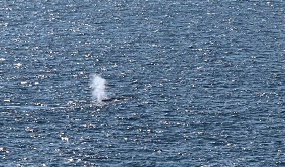 Toter Wal vor der dänischen Küste entdeckt