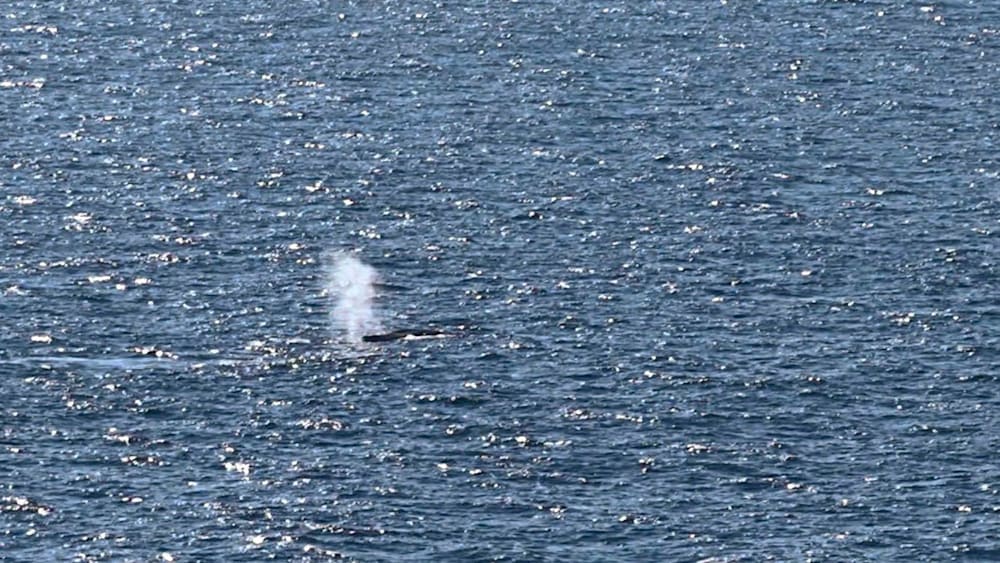 Toter Wal vor der dänischen Küste entdeckt