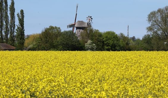 Grillwetter zum Muttertag, dann Frost-Schock: Eisheilige drücken die Temperaturen in den Keller