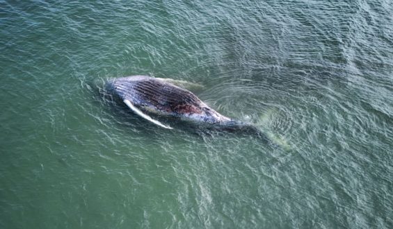 Obduktion eines gestrandeten Buckelwals bei Anholt