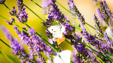 Der richtige Zeitpunkt und die Pflege für farbenfrohe Blumenkästen im Sommer