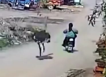 Wildgewordener Strauß verfolgt Rollerfahrerin in China