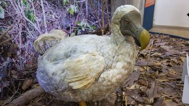 Colossal Biosciences plant Wiederbelebung ausgestorbener Vogelarten