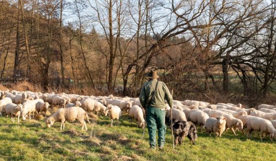 Zugunglück mit Schafen: Portugiesische Regierung verlangt Schadensersatz