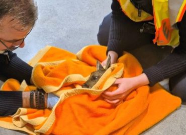 Polizei wird zu Geburtshelfern nach Wildunfall