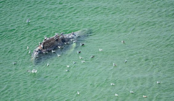 Rätsel um Wal vor der Insel Anholt in Dänemark