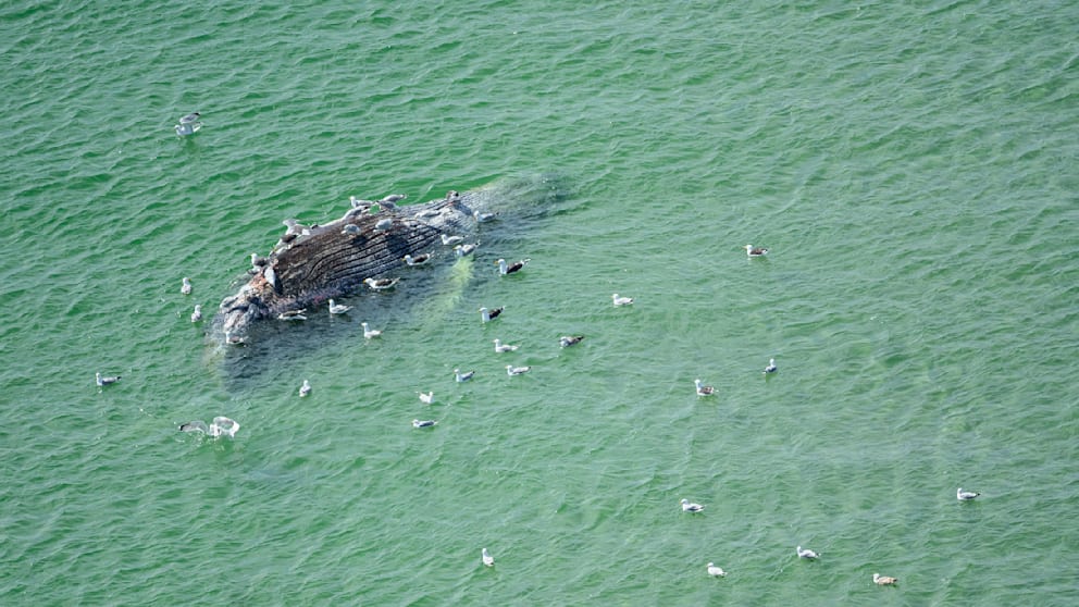 Rätsel um Wal vor der Insel Anholt in Dänemark