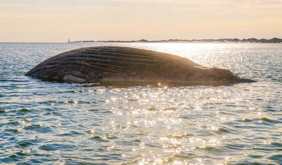 Überraschende Erkenntnis über toten Wal in der Ostsee