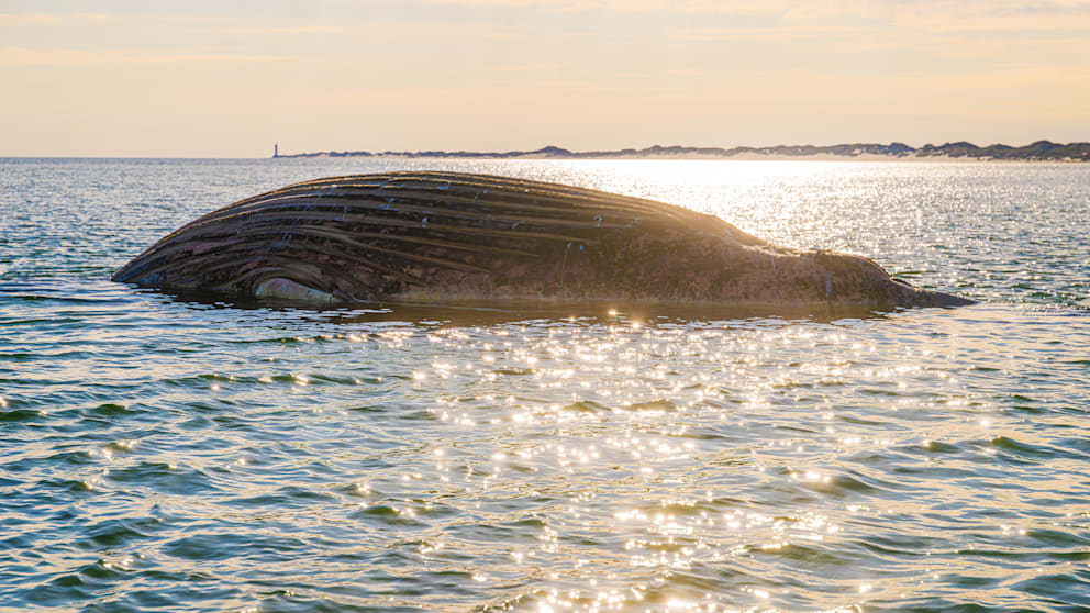 Überraschende Erkenntnis über toten Wal in der Ostsee
