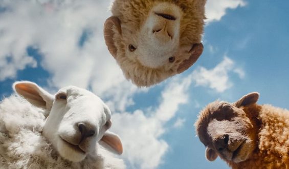 Glennkill: Ein ungewöhnlicher Schafskrimi im Kino
