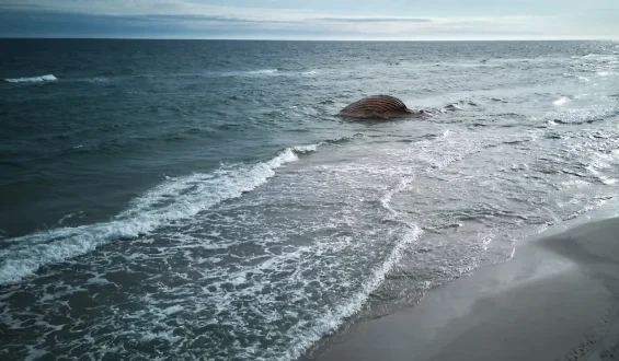 Bergung eines Buckelwals vor der Insel Anholt