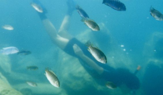 Tauchen im Malawi-See: Ein Naturschauspiel