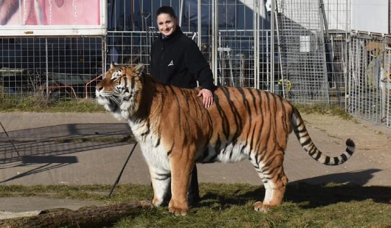 Tiger aus Gehege bei Leipzig ausgebrochen und erschossen