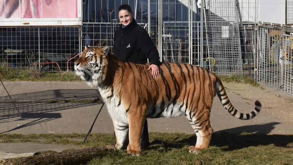 Tiger aus Gehege bei Leipzig ausgebrochen und erschossen