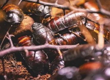 Australien beschlagnahmt exotische Kakerlaken zur Biosicherheitswahrung