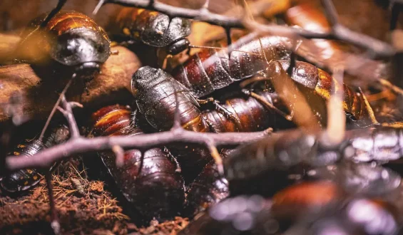 Australien beschlagnahmt exotische Kakerlaken zur Biosicherheitswahrung