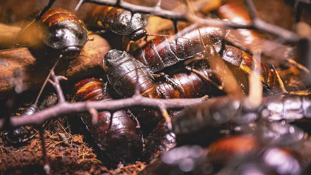 Australien beschlagnahmt exotische Kakerlaken zur Biosicherheitswahrung