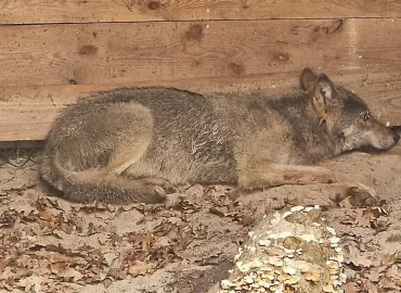 Der Hamburger Wolf ist wahrscheinlich tot