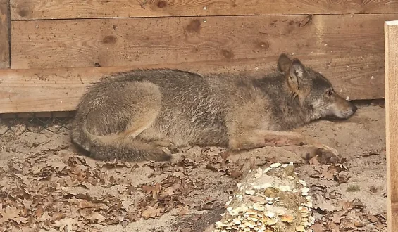 Der Hamburger Wolf ist wahrscheinlich tot