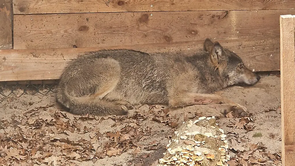 Der Hamburger Wolf ist wahrscheinlich tot
