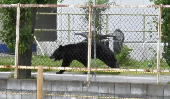 Cleverer Bär entkommt in Japan nach Angriff