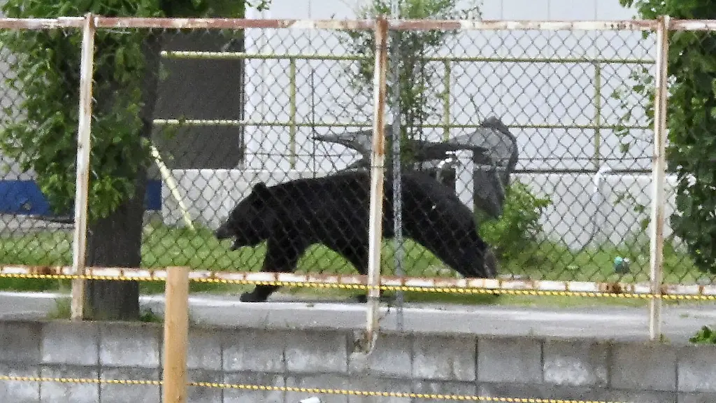 Cleverer Bär entkommt in Japan nach Angriff