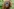 Bedrohung des Tapanuli-Orang-Utans durch Klimawandel und Erdrutsche