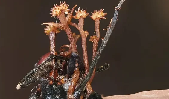 Neuer Hyperparasit auf Borneo entdeckt: Pilz befällt Zombiepilze