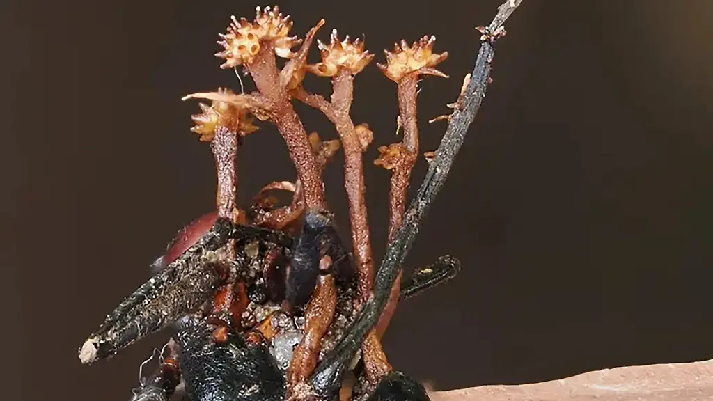Neuer Hyperparasit auf Borneo entdeckt: Pilz befällt Zombiepilze