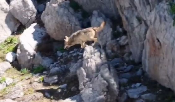 Drohne filmt beeindruckende Wolfjagd in der Türkei