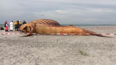 Untersuchung des gestrandeten Buckelwals ‘Timmy’ auf Anholt