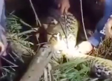 Tragödie auf Indonesischer Insel: Frau von Python verschlungen
